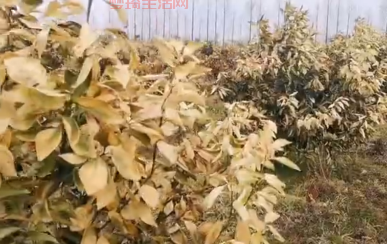 学会这些保护橙子攻略，再也不怕橙子受冻害！