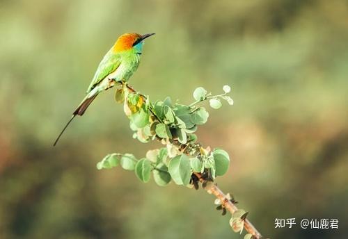 尼康镜头推荐_尼康镜头选购攻略_尼康金广角镜头