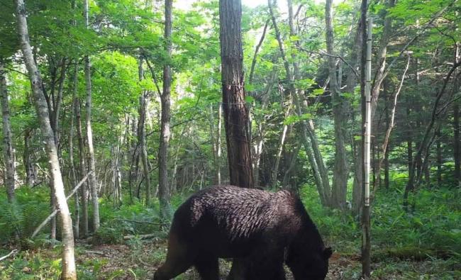 日本熊灾 人熊冲突加剧