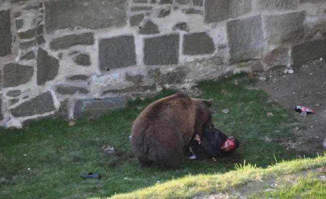 日本熊灾 人熊冲突加剧