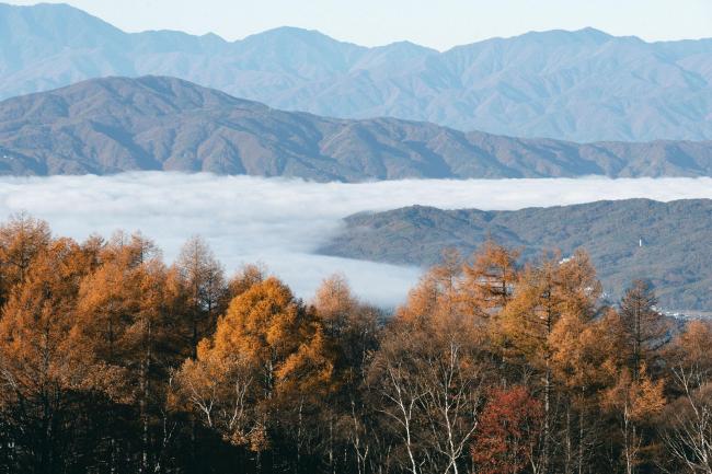 日本熊灾大难不死职员已重返职场 熊袭事件频发创纪录