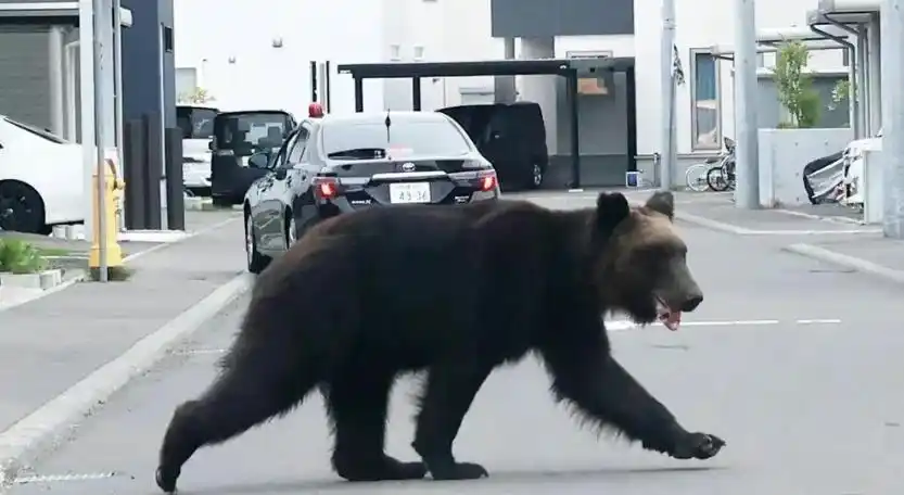 日本出现明显熊吃人痕迹,遇害人数创新高!面对“熊出没”该如何自保? 日本出现明显熊吃人痕迹,遇害人数创新高!面对“熊出没”该如何自保?