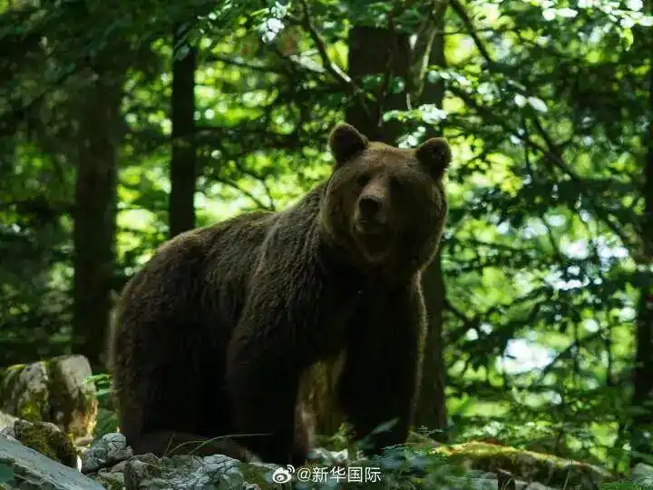 日本熊灾现场有明显吃人痕迹_日本熊袭击事件_日本熊害问题