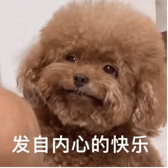 告诉你一个秘密:养狗,最好养贵宾犬 告诉你一个秘密:养狗,最好养贵宾犬
