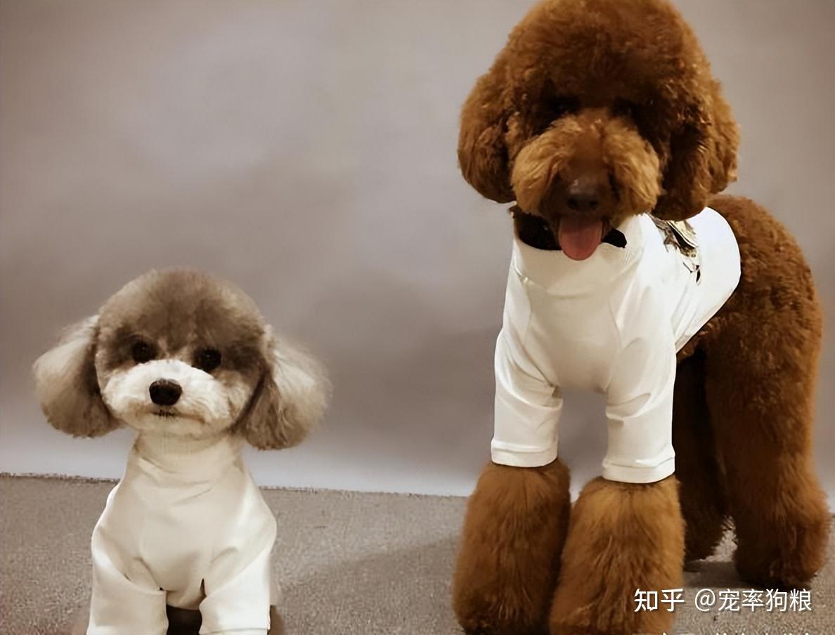 贵宾犬优点_养什么狗好_贵宾犬多少钱一只