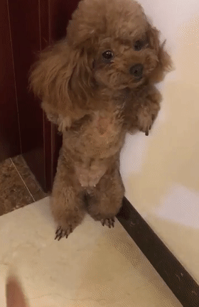 养什么狗好_贵宾犬优点_贵宾犬多少钱一只