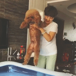 贵宾犬优点_贵宾犬多少钱一只_养什么狗好