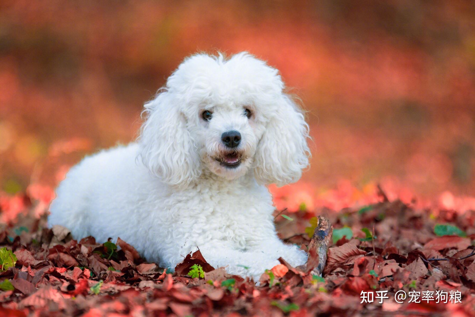 贵宾犬优点_养什么狗好_贵宾犬多少钱一只