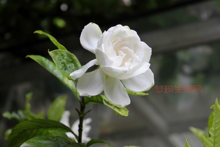 狼毒花怎么养护？园艺专家教你养殖技巧！