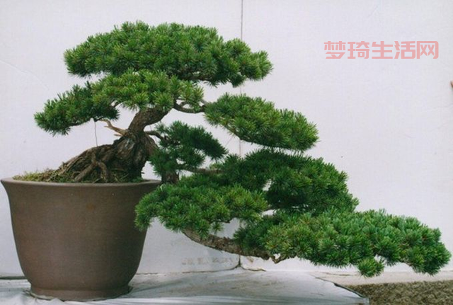 狼毒花怎么养护？园艺专家教你养殖技巧！