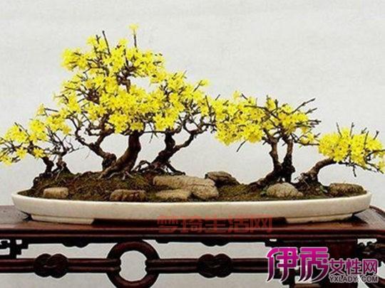 狼毒花怎么养护？园艺专家教你养殖技巧！