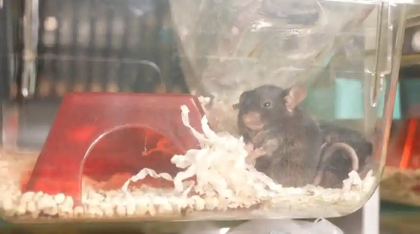 4只小鼠“入住”空间站状态良好_中国空间站小鼠科学实验_神舟二十一号载人飞船对接空间站天和核心舱