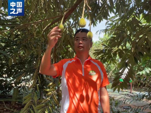 国产榴莲价格预测_国产榴莲上市时间_只把价格打下来不是真“榴莲自由”