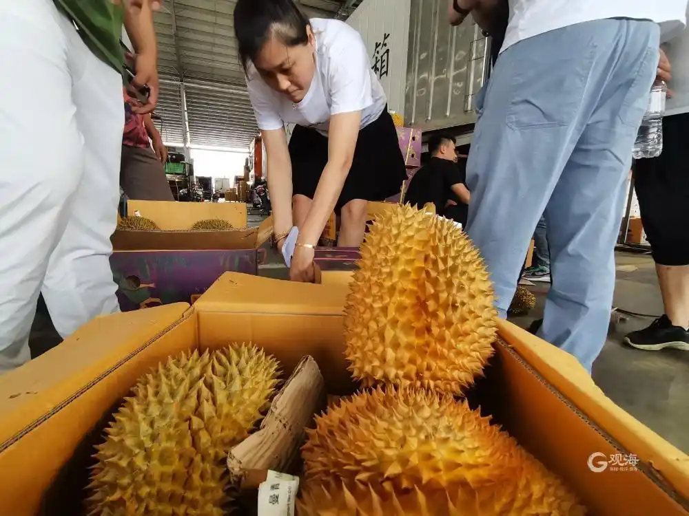 越南榴莲批发市场行情_青岛榴莲价格下降_只把价格打下来不是真“榴莲自由”