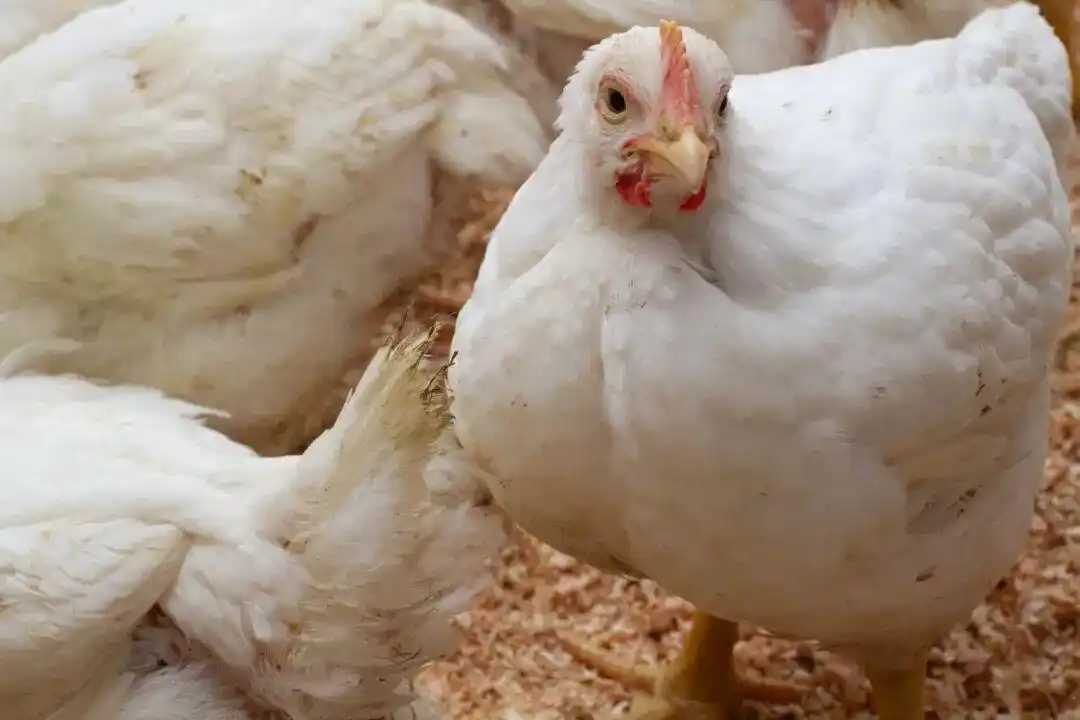 超市便宜烤鸡价格低原因_白羽鸡科学选育对烤鸡成本影响_超市卖20元一只的烤鸡 能放心吃吗