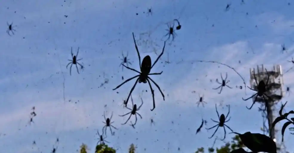 鬣蜥从树上掉下来 现象解释_天使从天而降 事件真相_食物从天而降