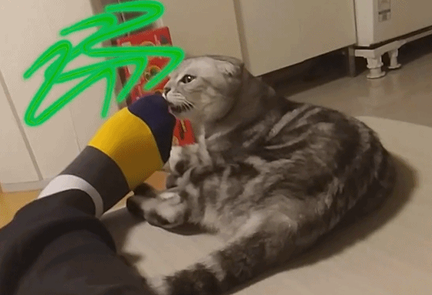 猫咪闻到臭脚后为什么会张开嘴？一文告诉你！