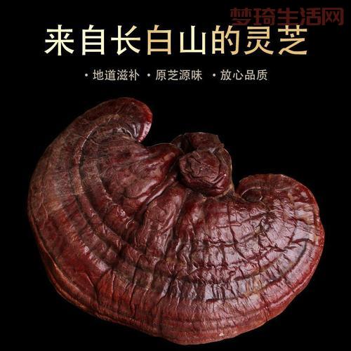 越久的灵芝越好？听听专家怎么分析！