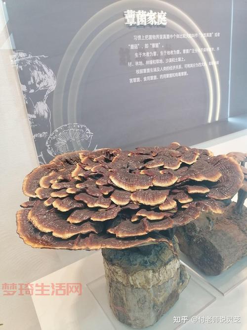 越久的灵芝越好？听听专家怎么分析！