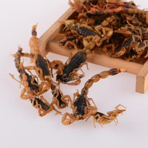 全虫怎么吃效果好？行内人教你正确食用方法！