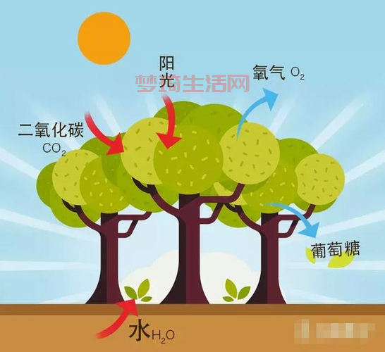 植物光合作用的过程是怎样的？小学生都能看懂的讲解！