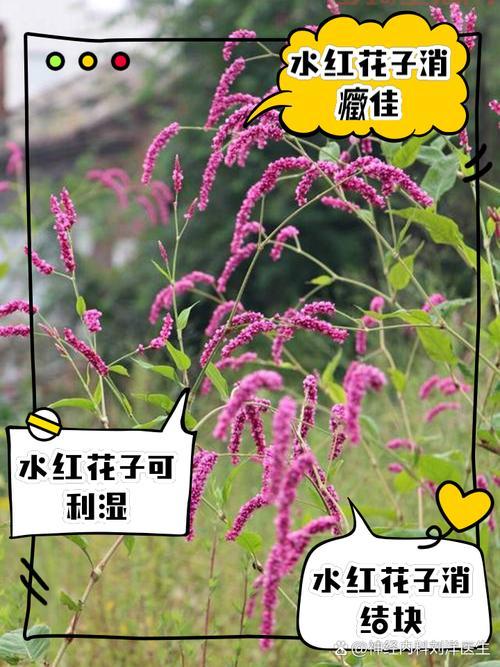 红瘦指的是哪种花？一篇文章带你了解红瘦！