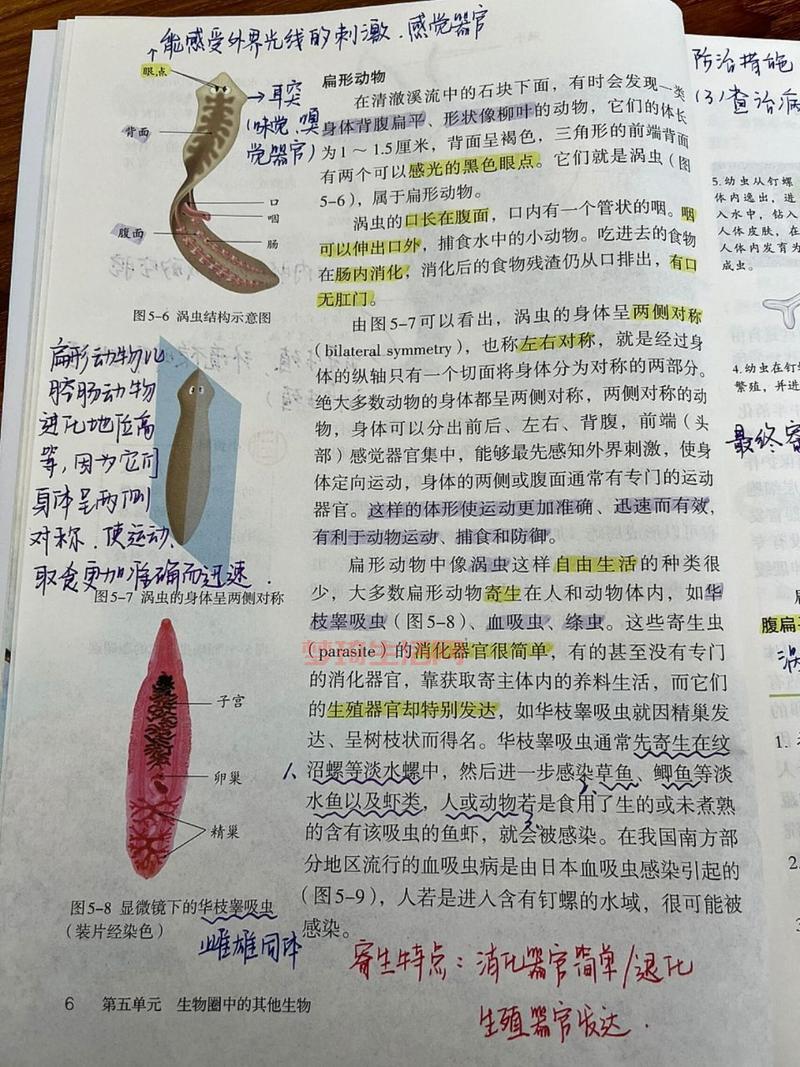扁形动物有哪些？看完这篇你就知道了！