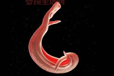 扁形动物有哪些？看完这篇你就知道了！