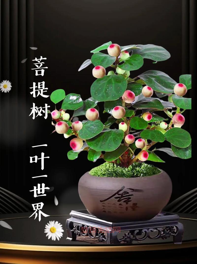 身是菩提树啥意思？这句话原来出自这里！