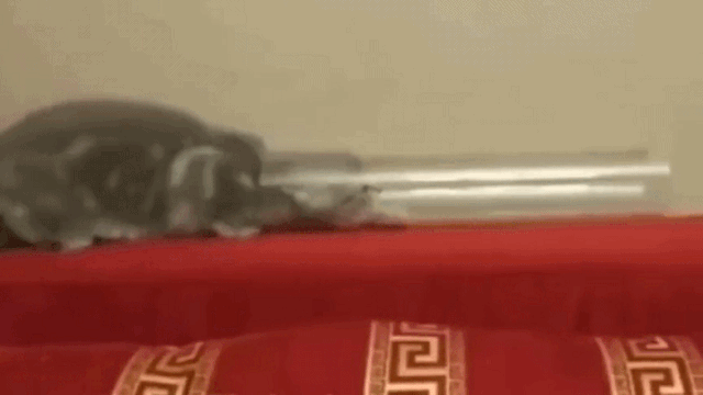 超轻贴土汤姆猫和老鼠_猫和老鼠现实场景_猫和老鼠动画梗现实版