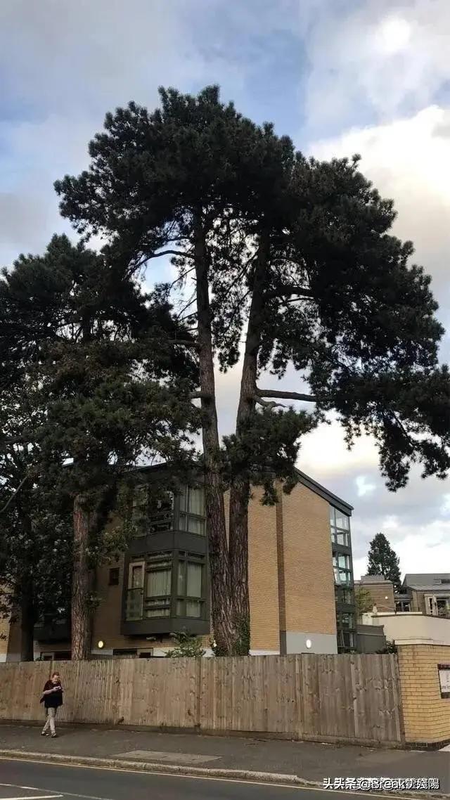 猫和老鼠动画梗现实版_猫和老鼠现实场景_超轻贴土汤姆猫和老鼠