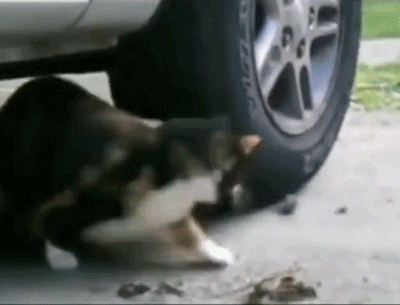猫和老鼠动画梗现实版_猫和老鼠现实场景_超轻贴土汤姆猫和老鼠