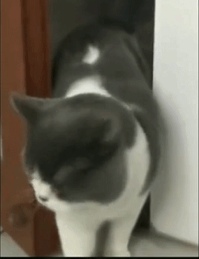 超轻贴土汤姆猫和老鼠_猫和老鼠现实场景_猫和老鼠动画梗现实版