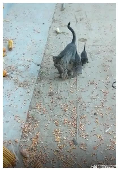中华田园猫_狸花猫抓老鼠_超轻贴土汤姆猫和老鼠