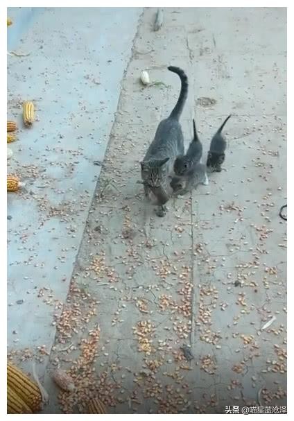 超轻贴土汤姆猫和老鼠_狸花猫抓老鼠_中华田园猫
