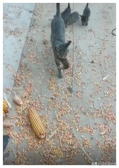 中华田园猫_超轻贴土汤姆猫和老鼠_狸花猫抓老鼠