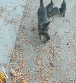 超轻贴土汤姆猫和老鼠_中华田园猫_狸花猫抓老鼠