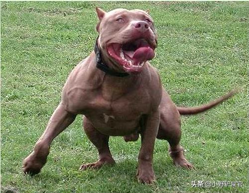 童年动画片猫和老鼠 斯派克 美国斗牛犬_超轻贴土汤姆猫和老鼠