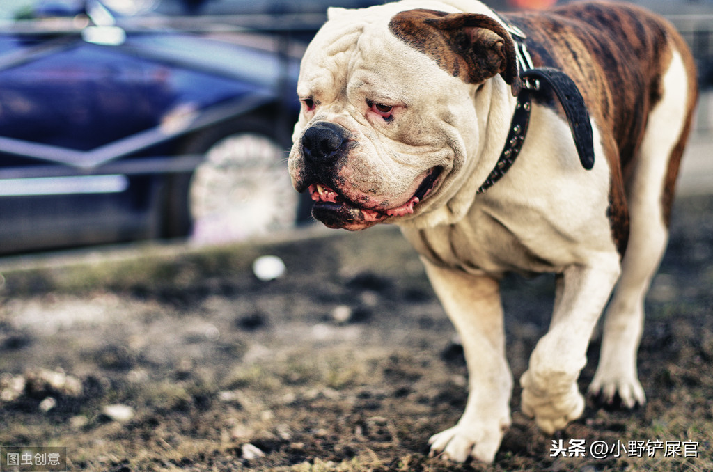超轻贴土汤姆猫和老鼠_童年动画片猫和老鼠 斯派克 美国斗牛犬