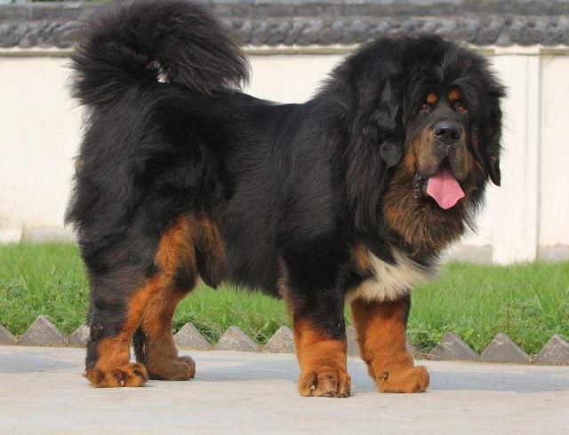 你见过这么大的狗吗？六种巨型犬大盘点，你都知道哪几个？