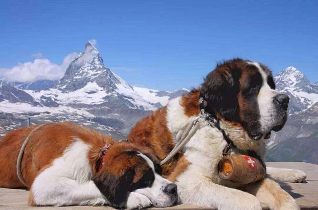 巨型犬排名_世界上最大的狗品种_超级大狗的图片大全集