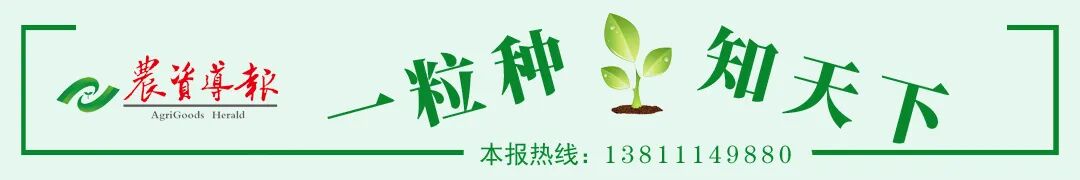 如果转基因全面放开，常规育种还有出路吗？