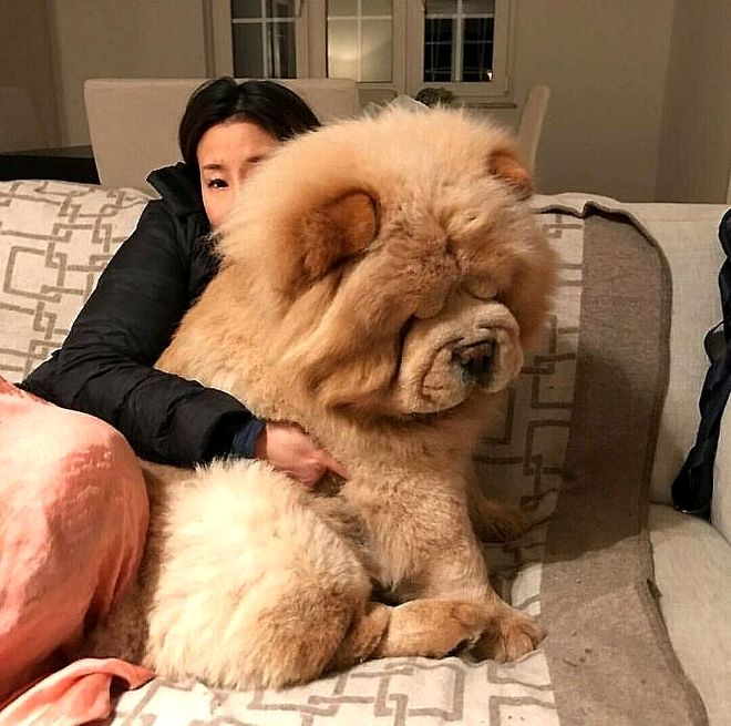 超级大狗的图片大全集_大型犬反差萌表现_大型犬体型特点