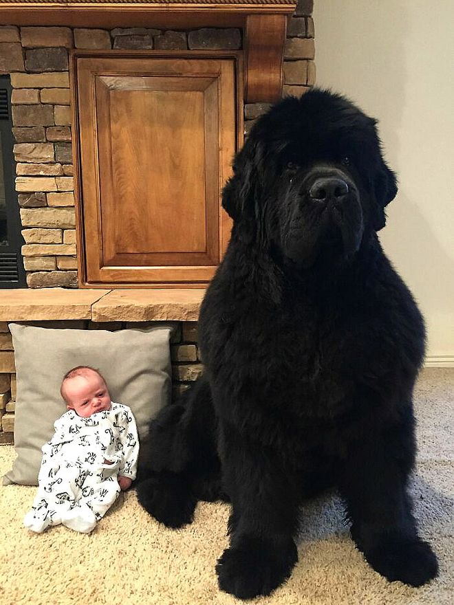 大型犬体型特点_超级大狗的图片大全集_大型犬反差萌表现