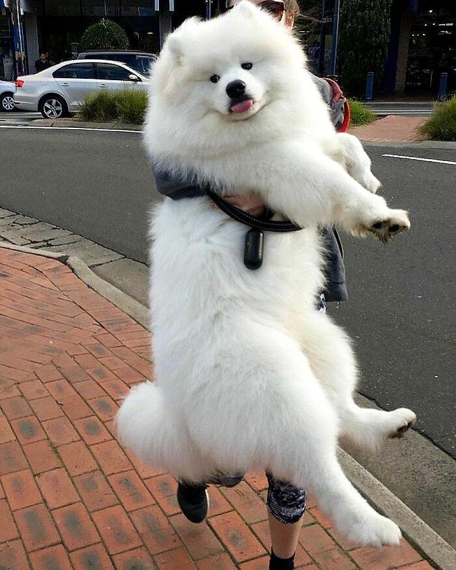 大型犬反差萌表现_超级大狗的图片大全集_大型犬体型特点