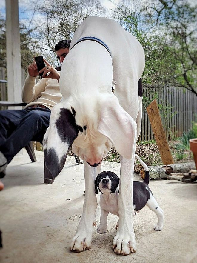 大型犬体型特点_超级大狗的图片大全集_大型犬反差萌表现