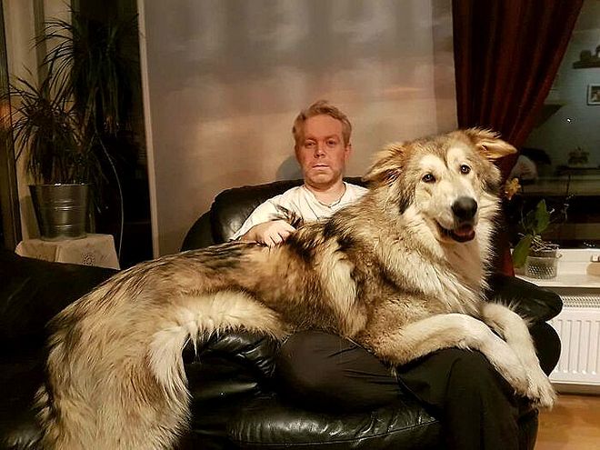 大型犬体型特点_超级大狗的图片大全集_大型犬反差萌表现