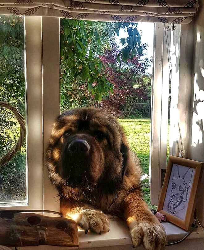超级大狗的图片大全集_大型犬体型特点_大型犬反差萌表现
