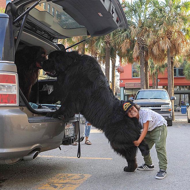 大型犬反差萌表现_超级大狗的图片大全集_大型犬体型特点