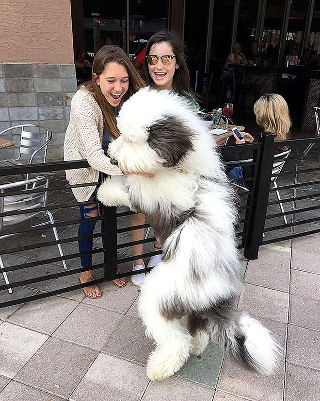 大型犬反差萌表现_大型犬体型特点_超级大狗的图片大全集